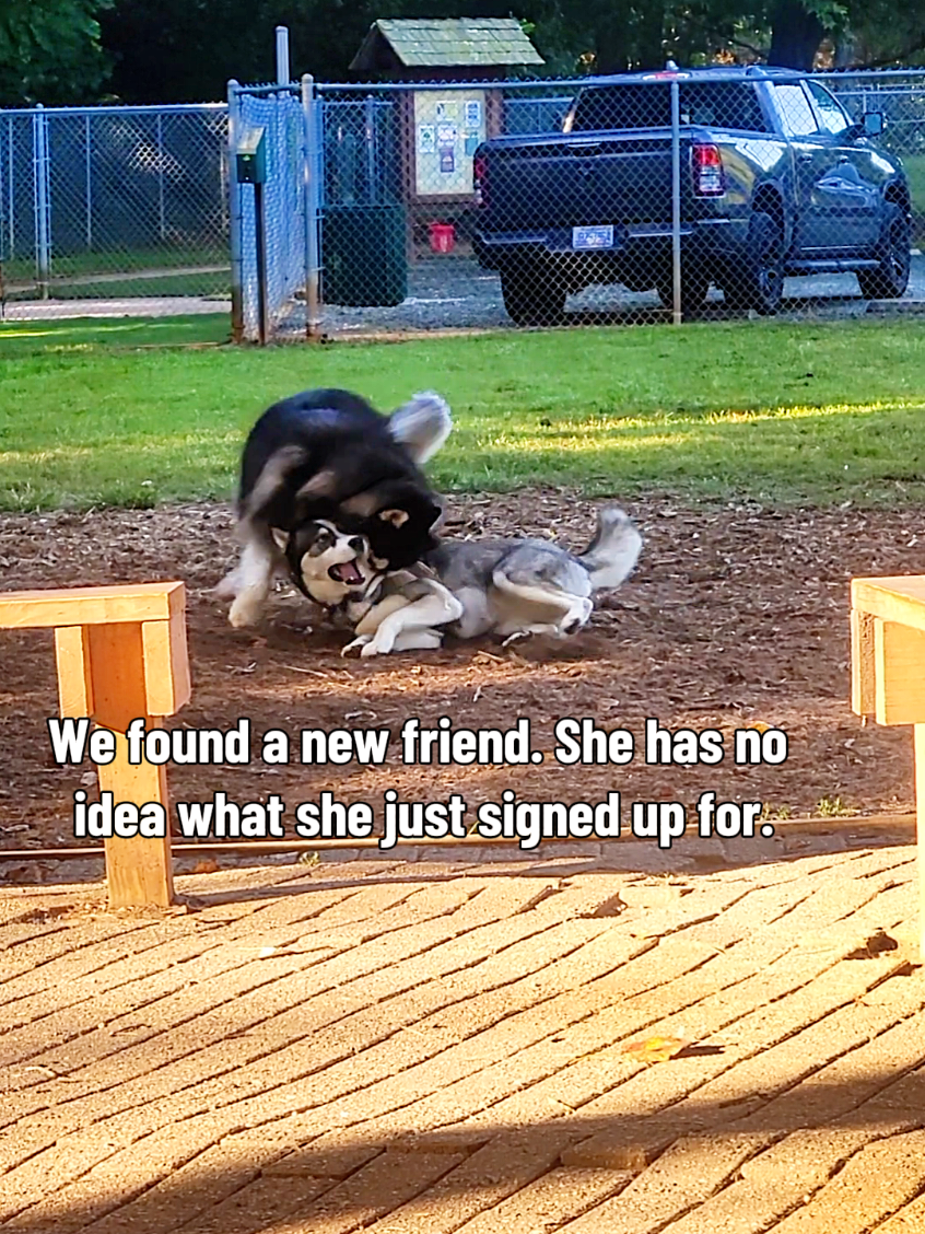 @the Hussey Husky