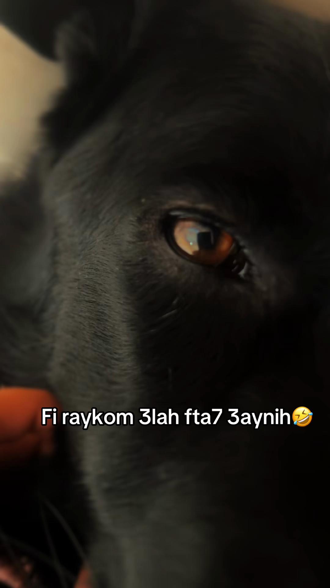 @الخلوية 🚩🥱🇩🇿