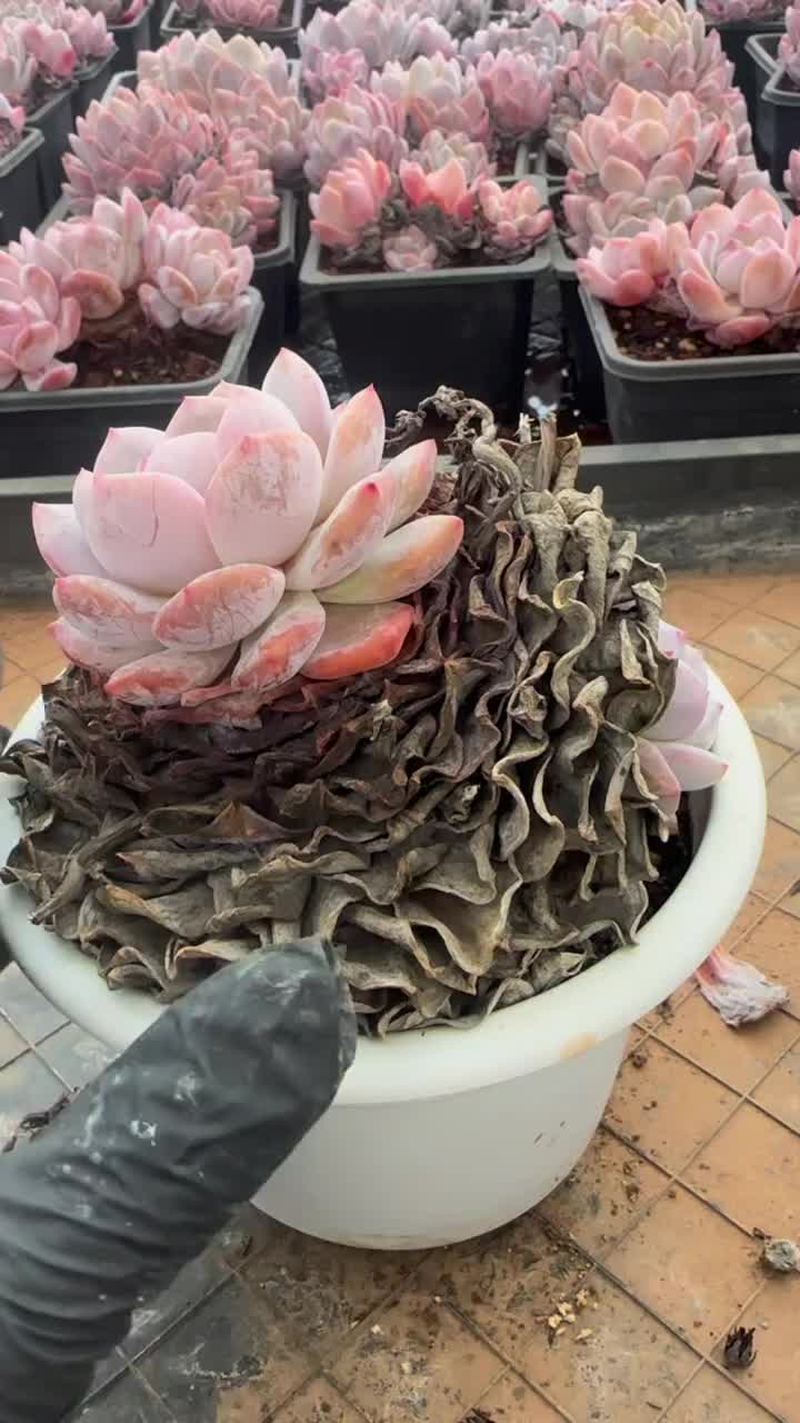 @LushSuccs