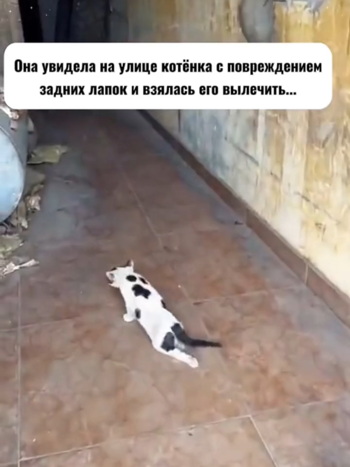 @RescueAnimals Nir