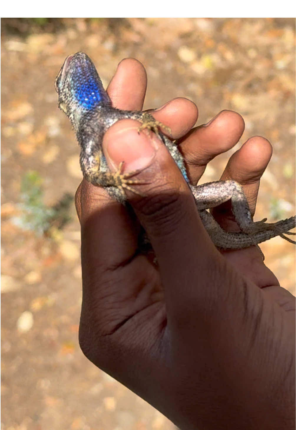 @reptileguyat