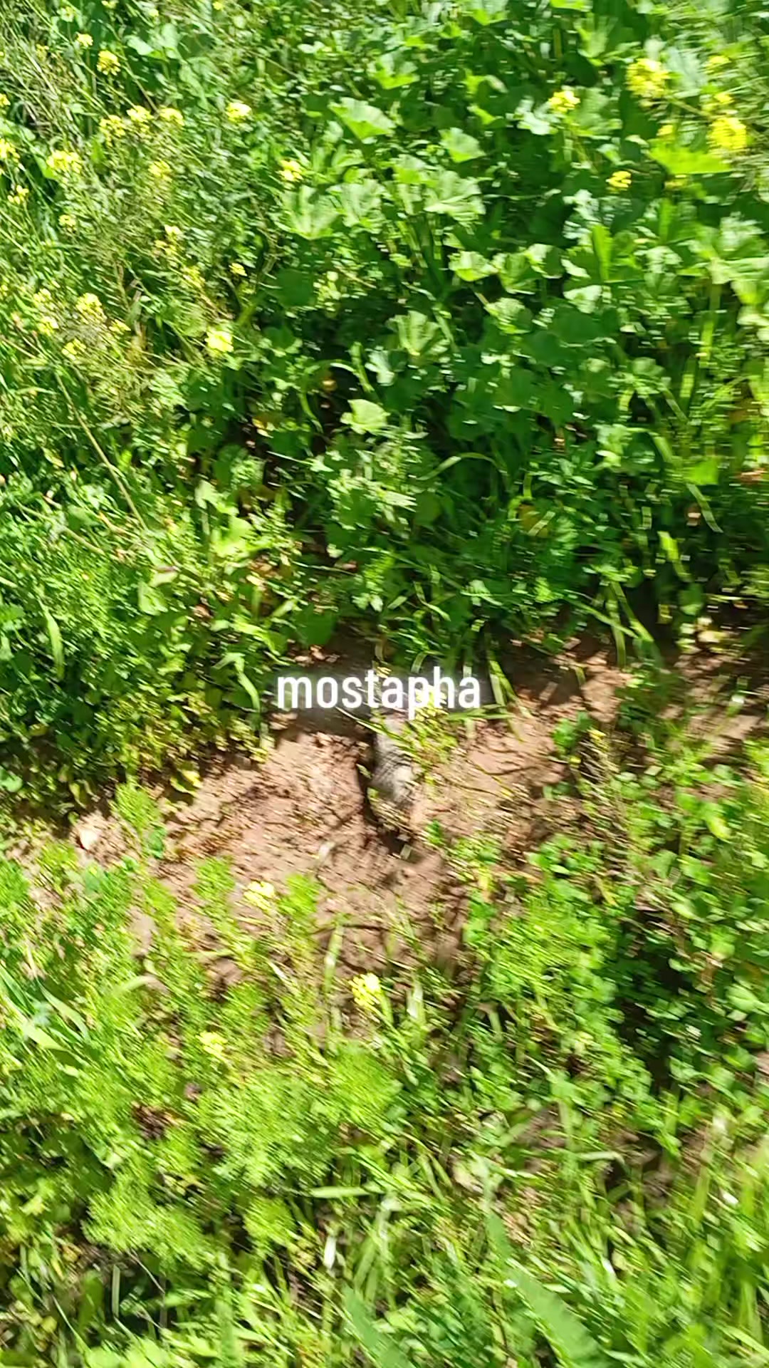 @Mostapha Mildly