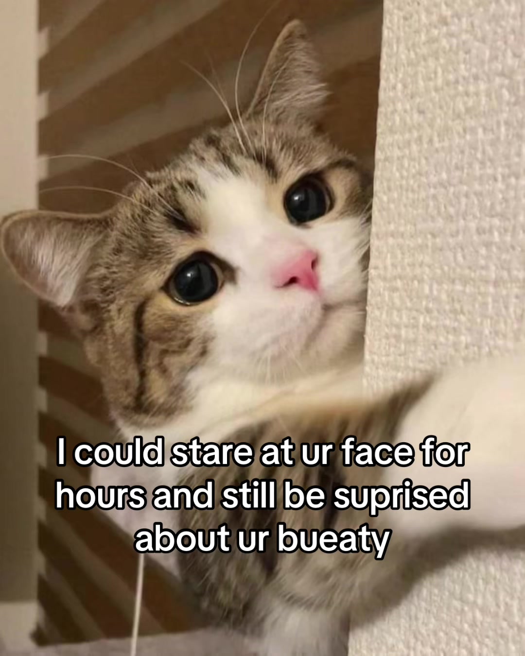 @LavanderCat