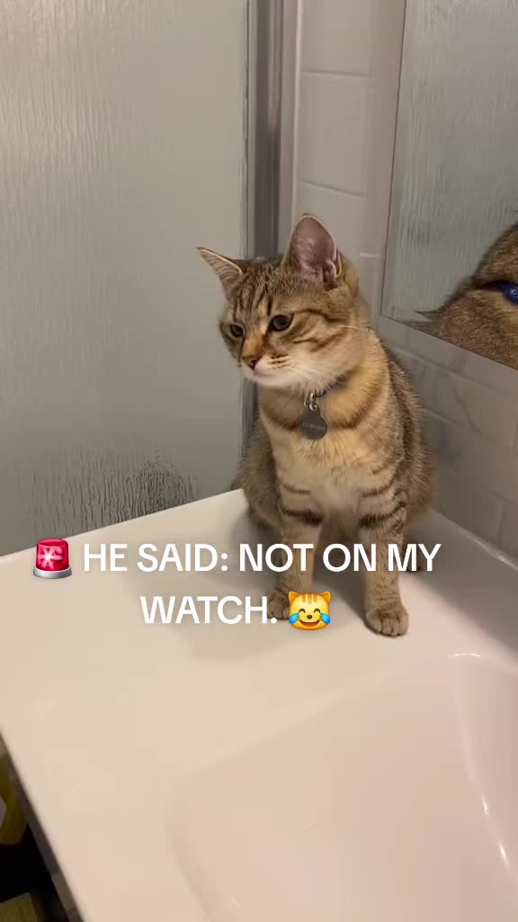 @Cat Verdict