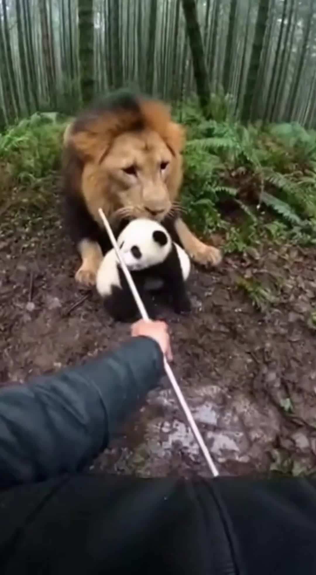 @The Animal Diary
