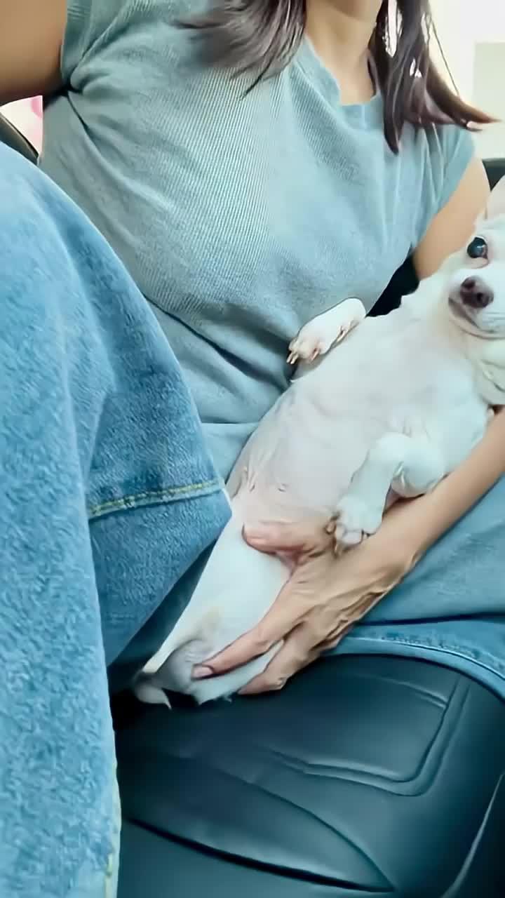 @dog lovers