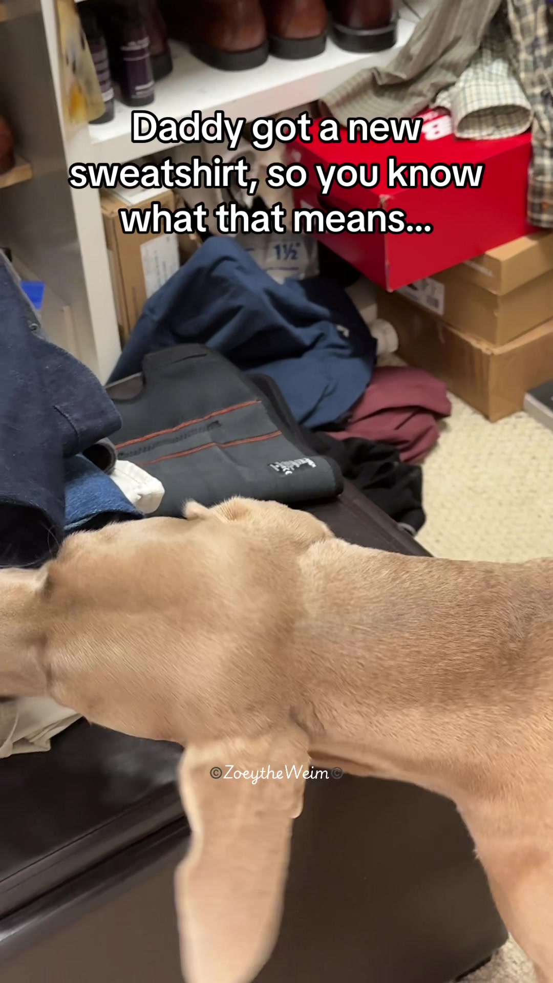 @Zoey the Weim