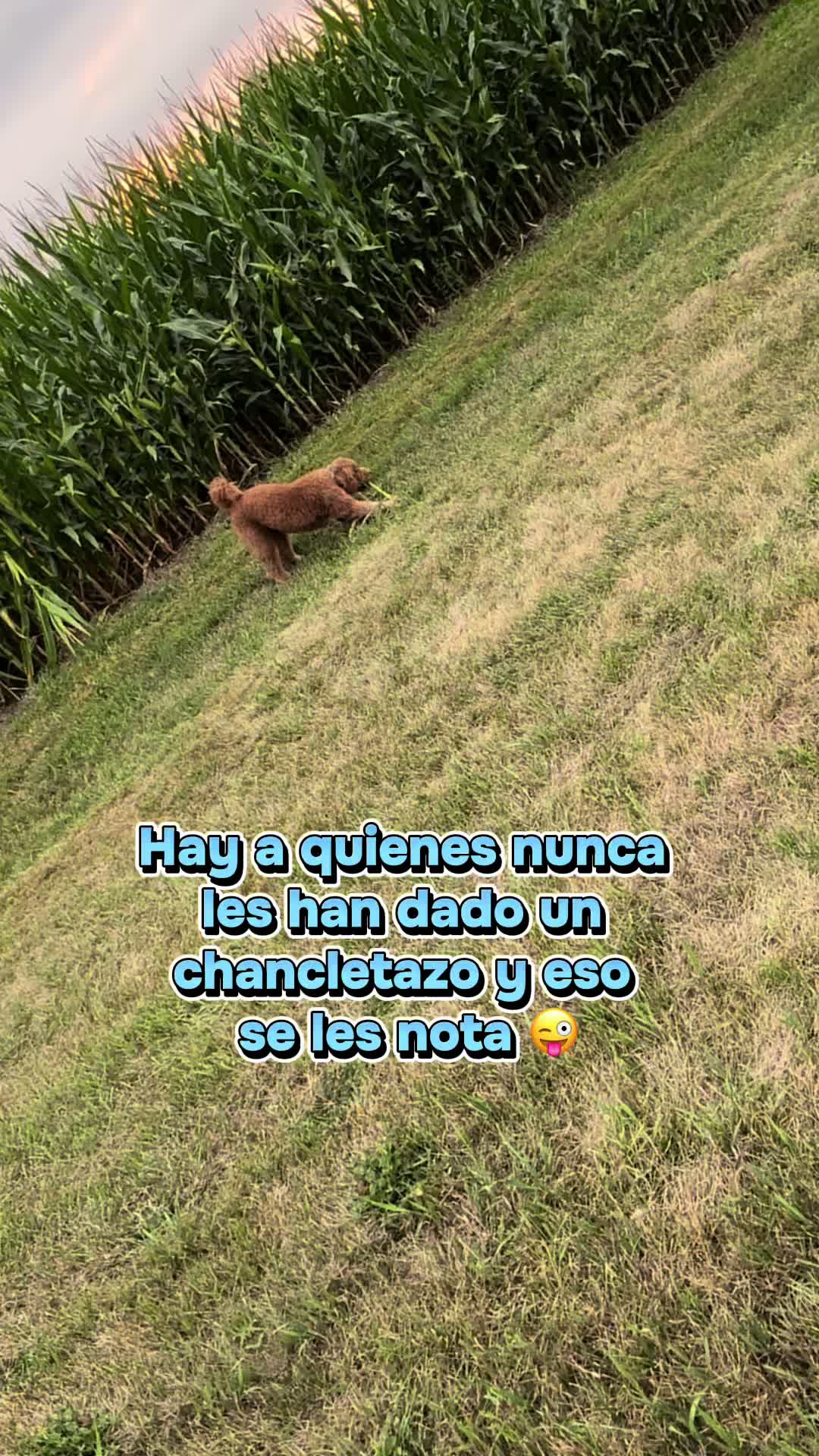 @Reyna y Churro 🐶😍