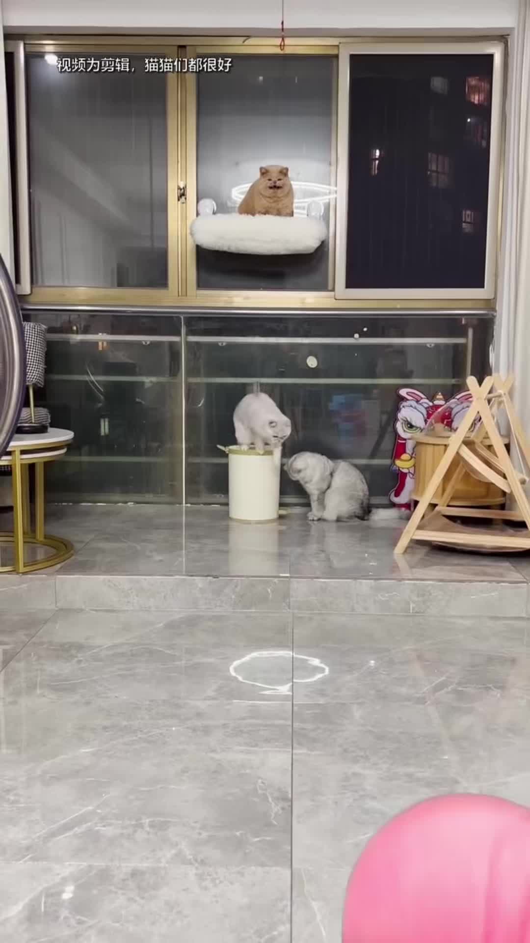 @🤣Cute Funny Pets🤣