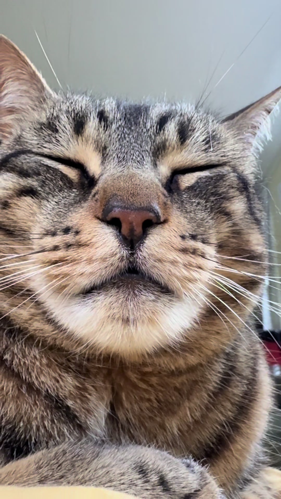 @Coby the Cat 🐾