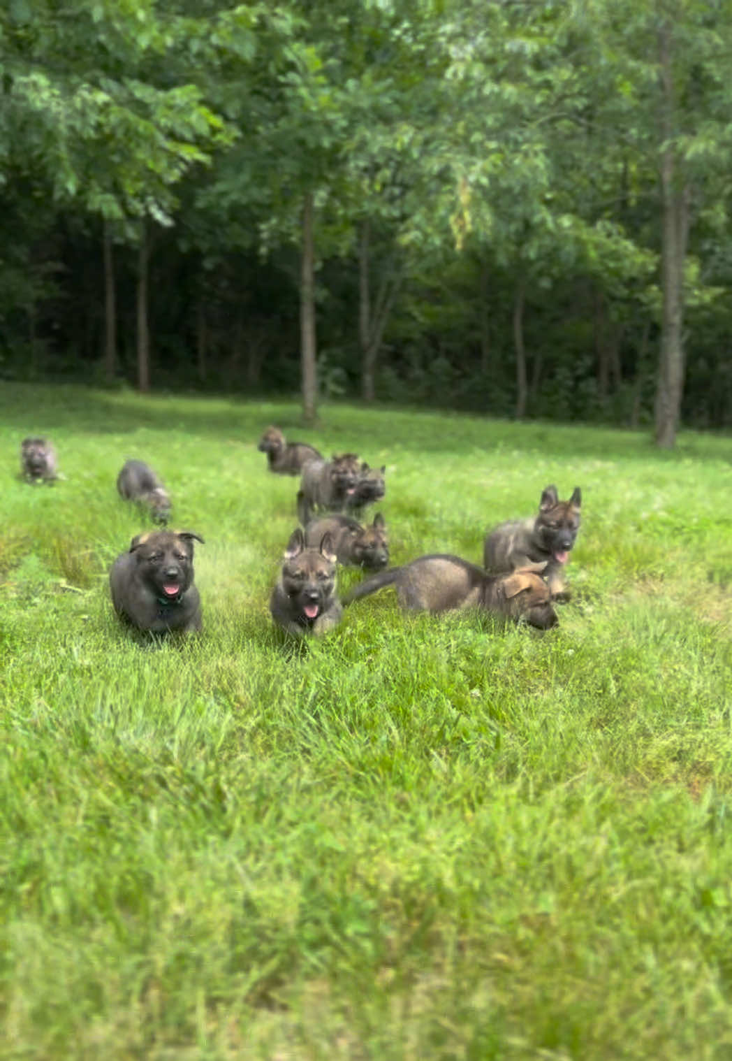 @Protection Dog Sales