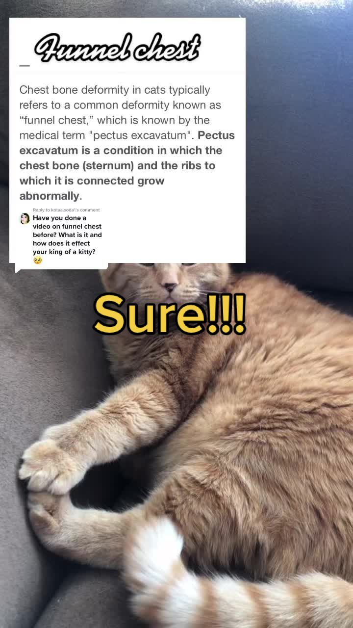 @Reznor_the_cat🪽