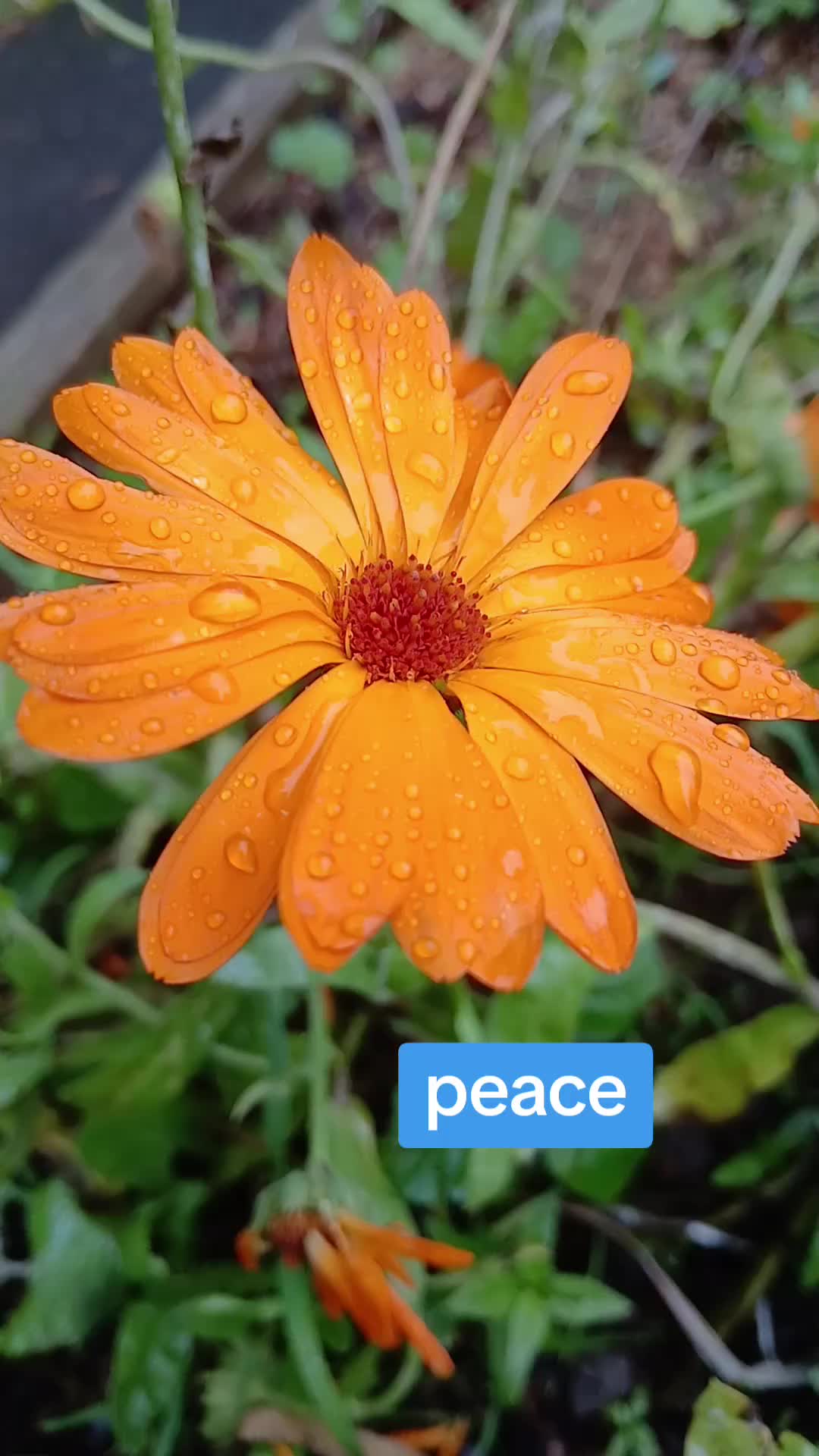 @Peace for Children