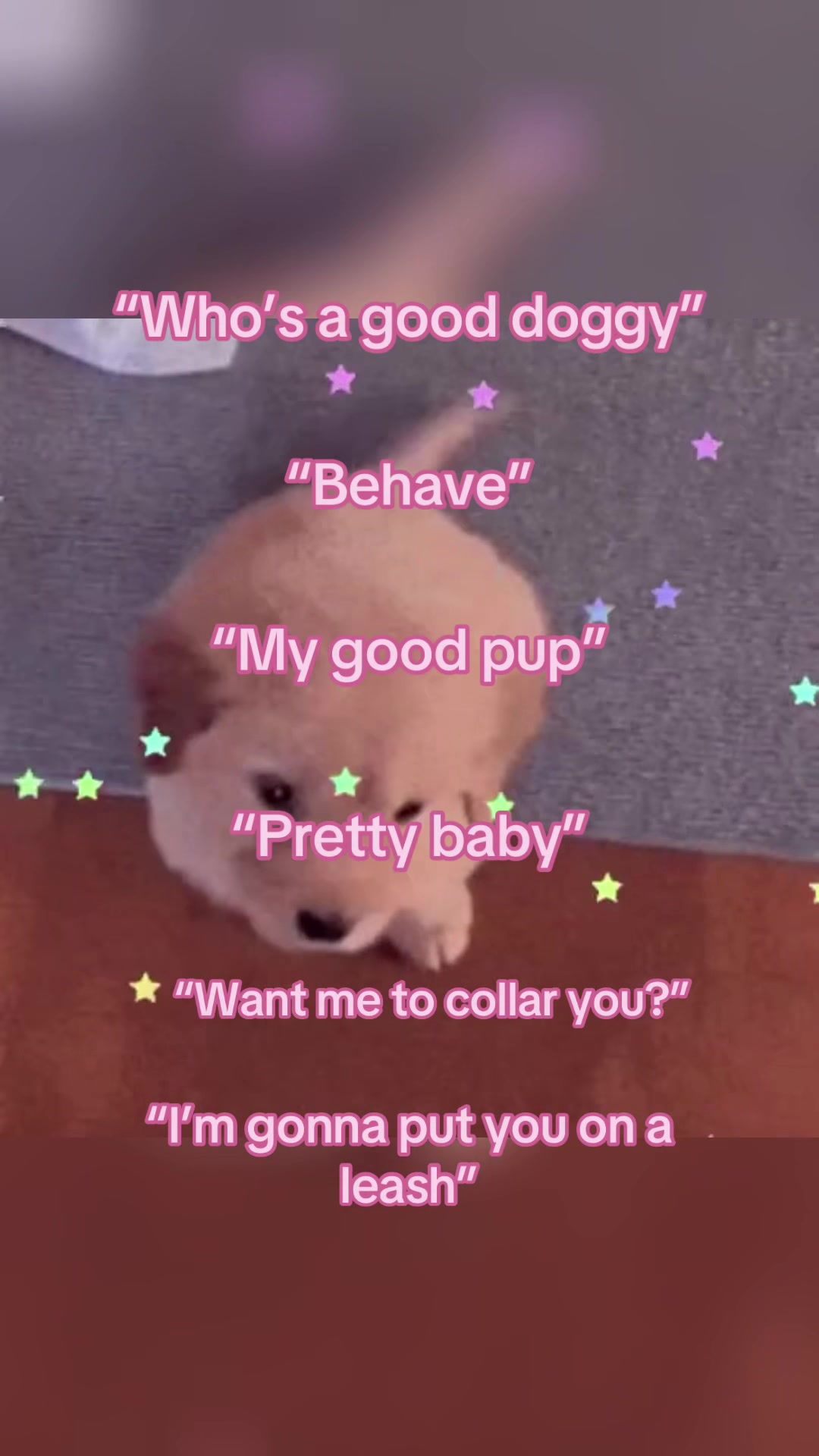 @₊˚⊹ ᰔ puppy cal ˚⋆𐙚｡ 𖦹.ᡣ𐭩˚