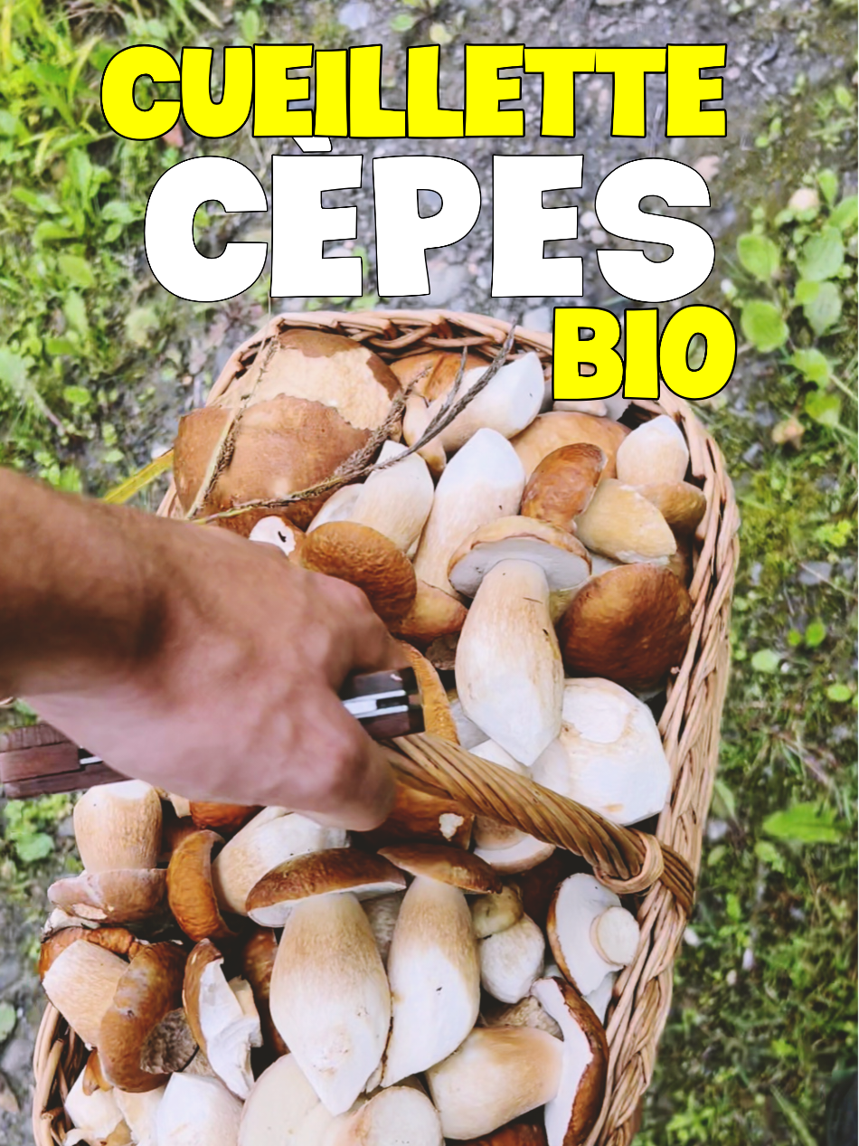 @Dan 🍄&zwj;🟫 Le Champologue