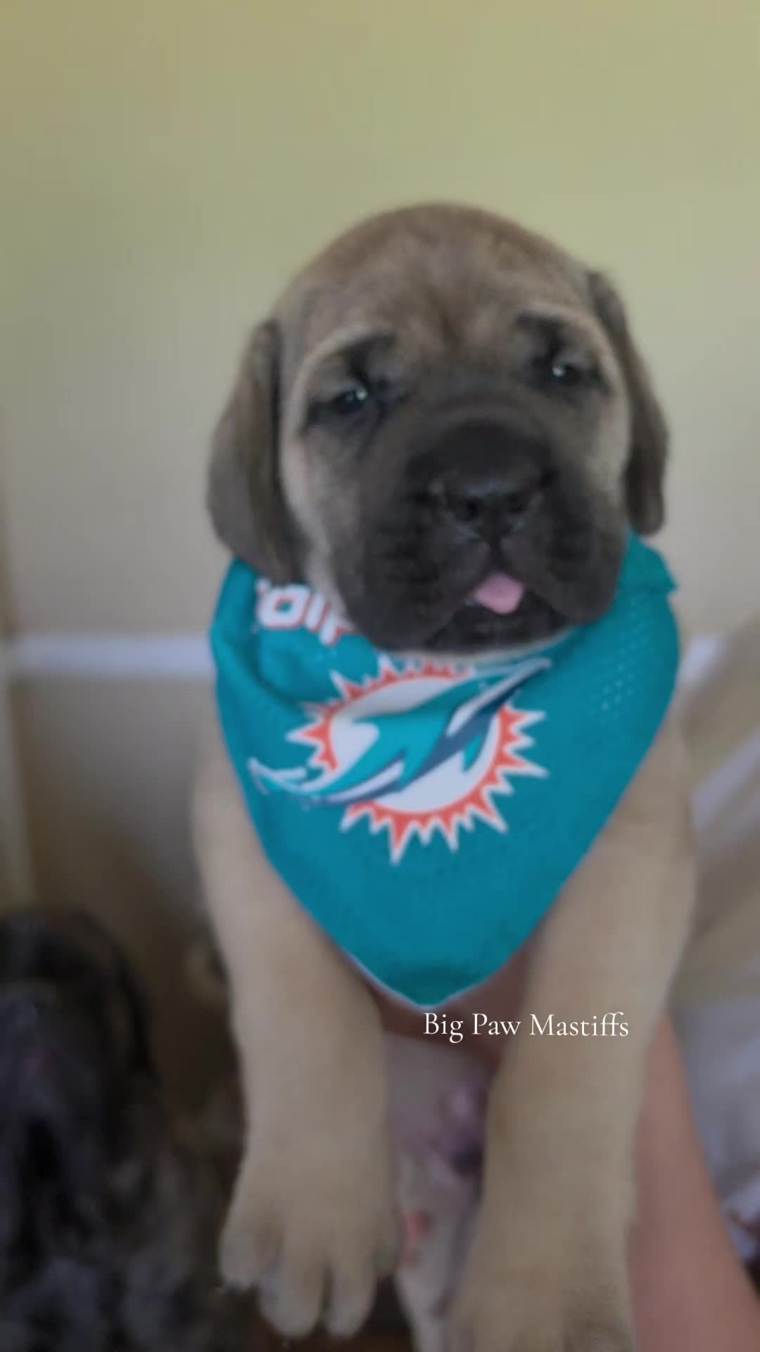 @Big Paw Mastiffs