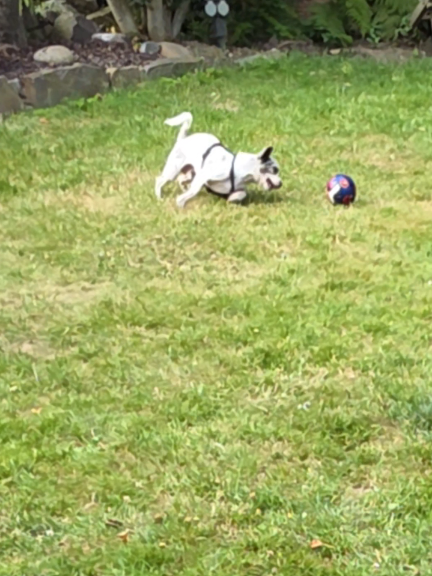 @Jerry_Coby_Chihuahua