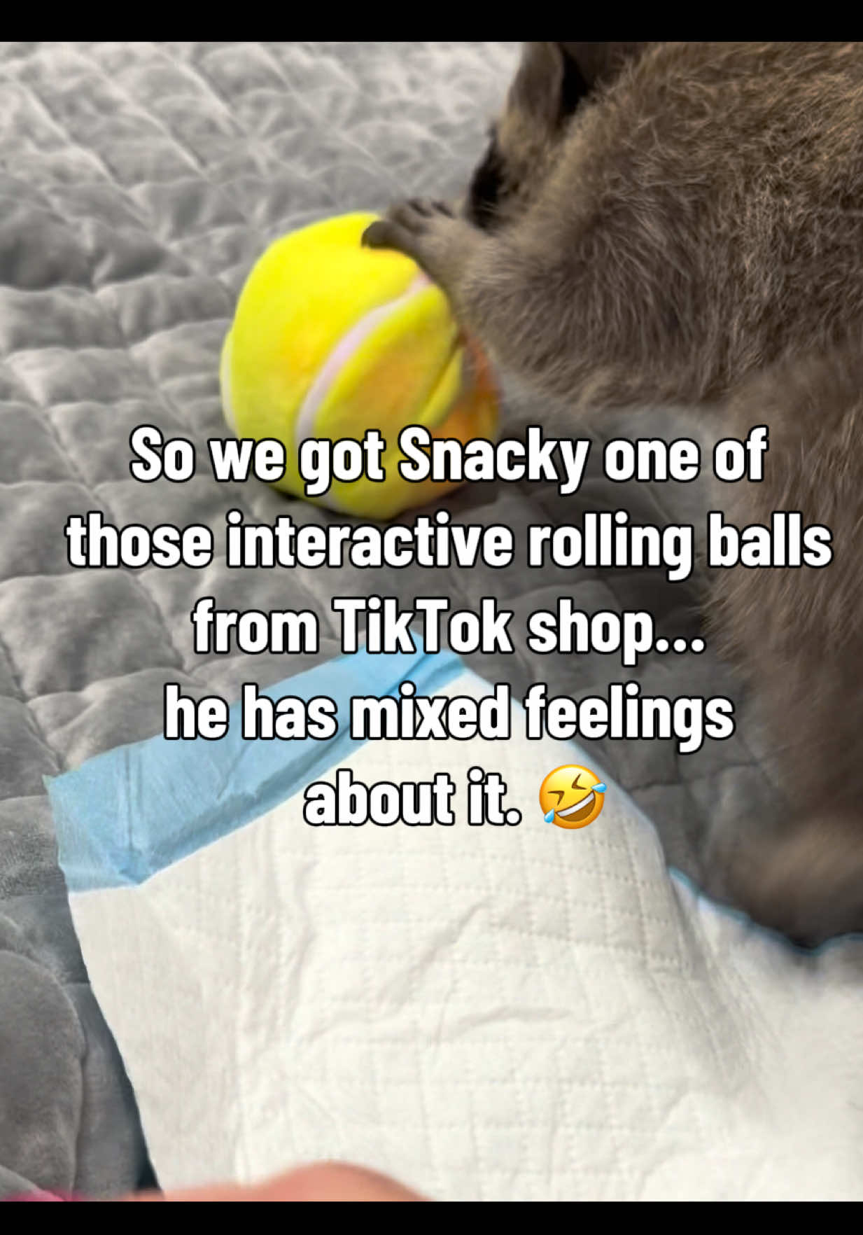 @snacky_chan_the_raccoon