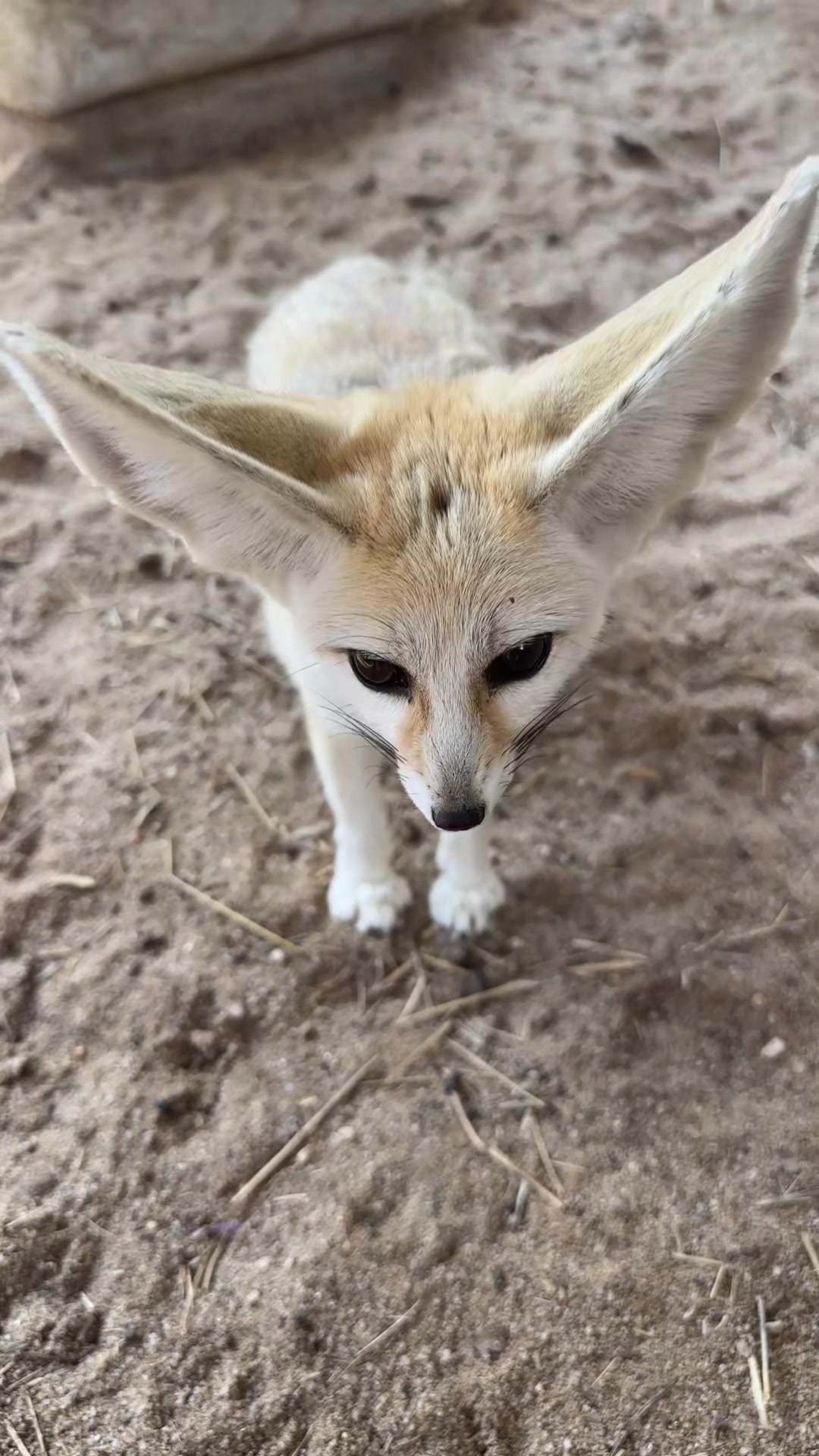 @Texas Wildlife Park