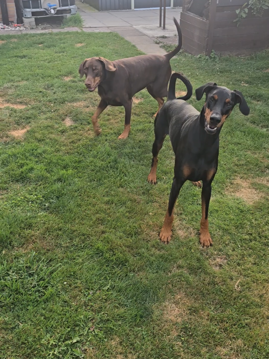 @dobermanndeutschland