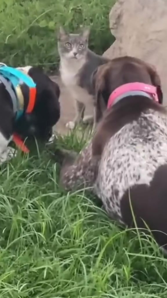 @alice_the_gsp