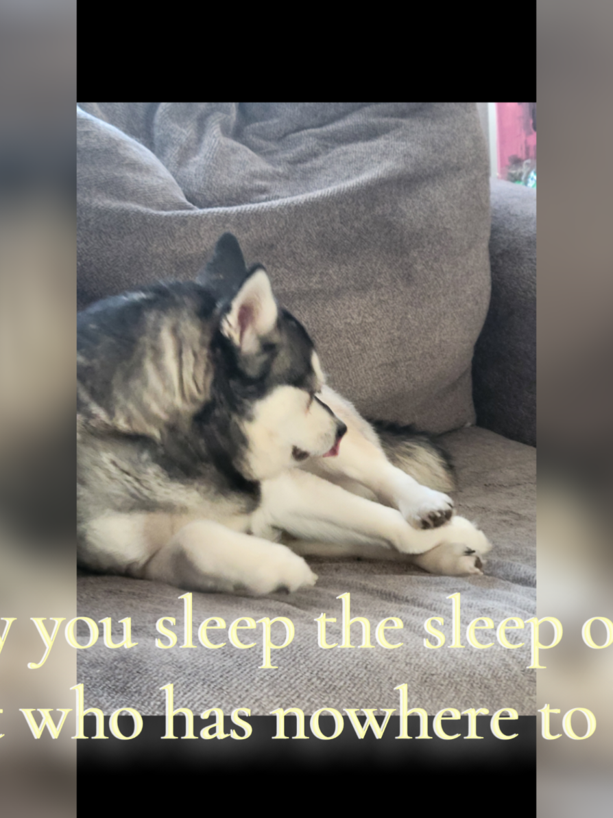 @Hersheytheminihusky