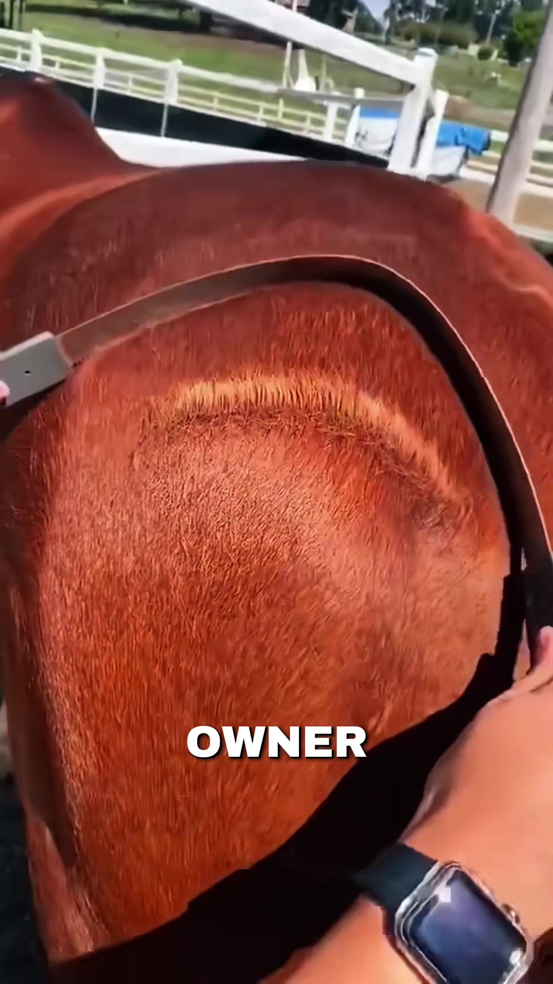 @HorseMaster