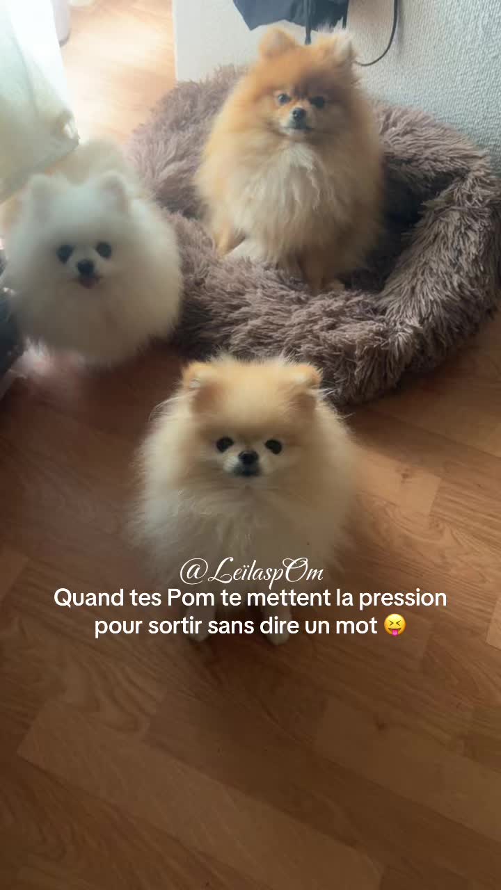 @🎀Leïla’spOm🎀