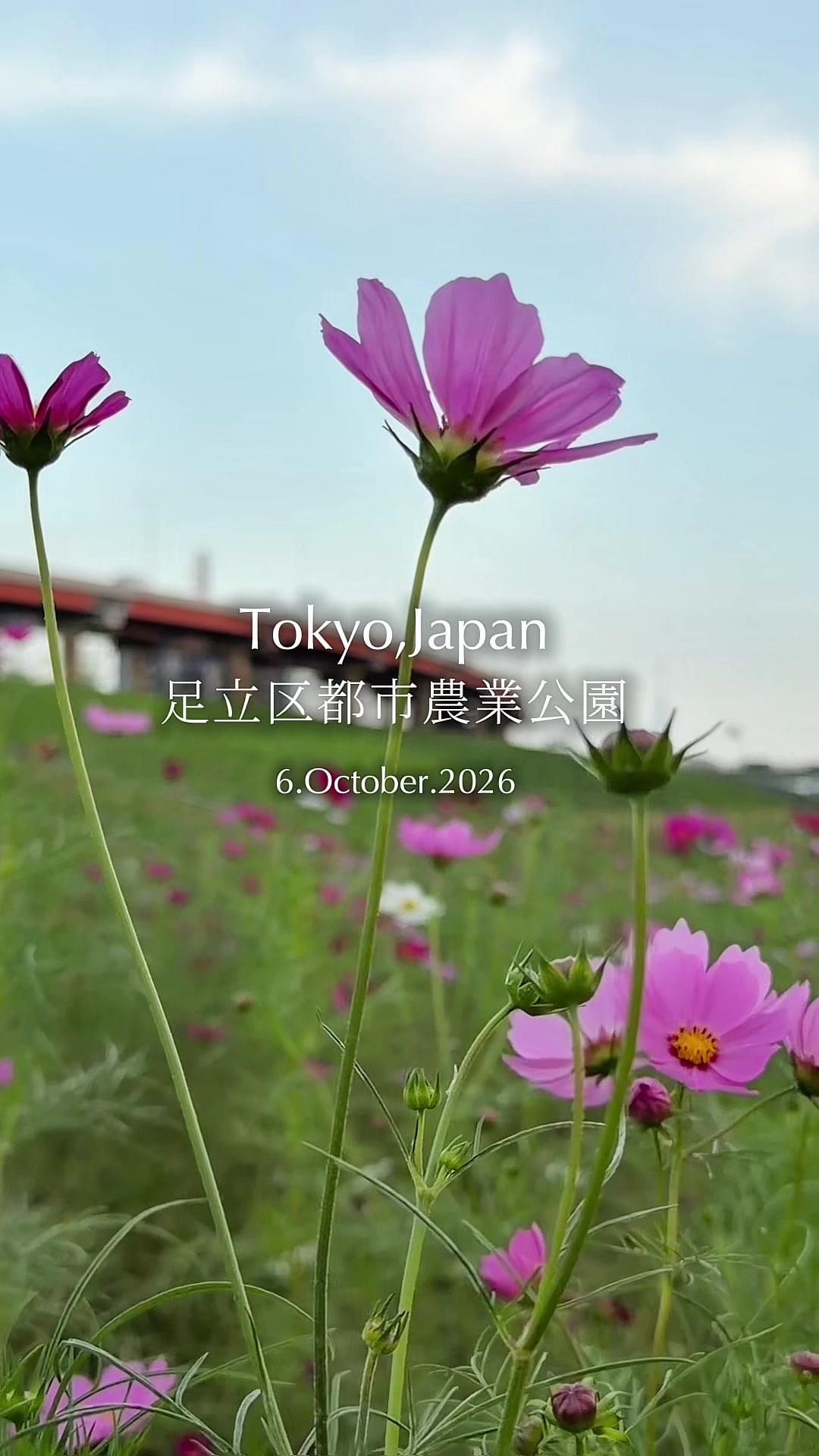 @のらよ🏮Norayo