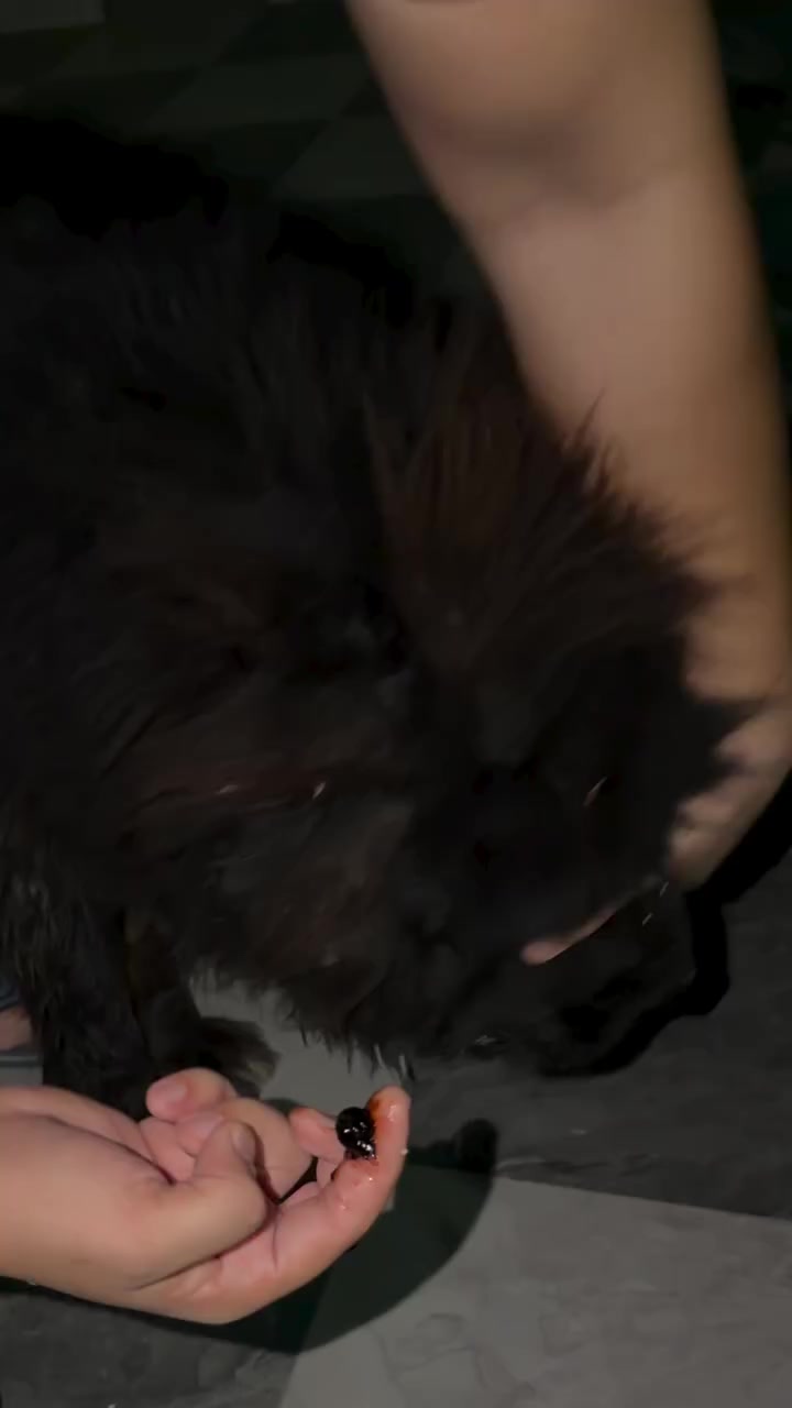 @Kashmiri_Bakrwal_Dog
