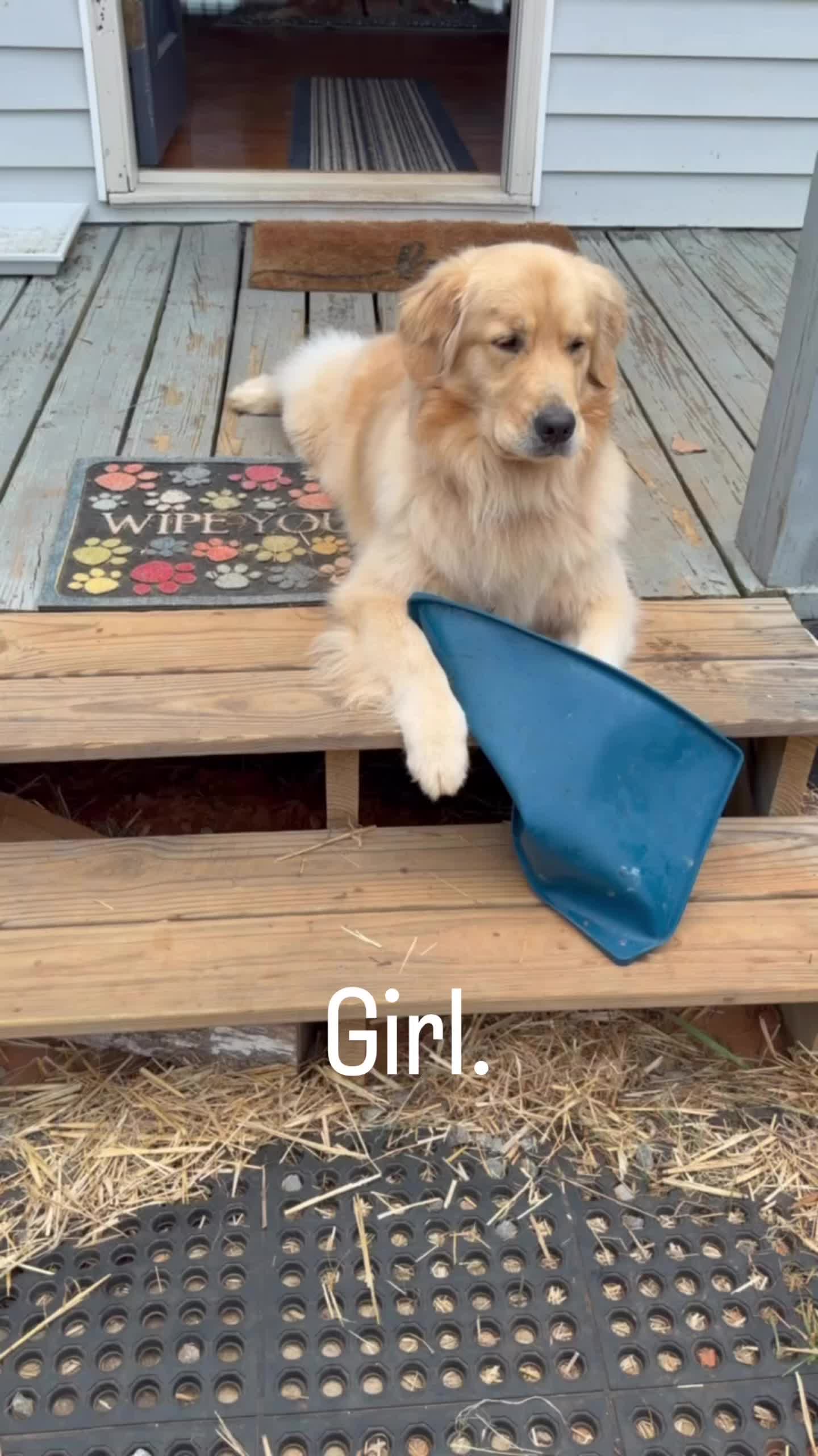 @DogMomisms