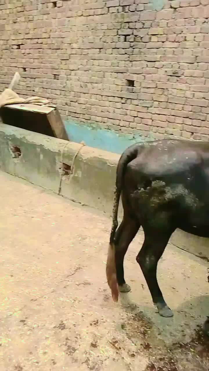 @Ch M Shahzad gujjar