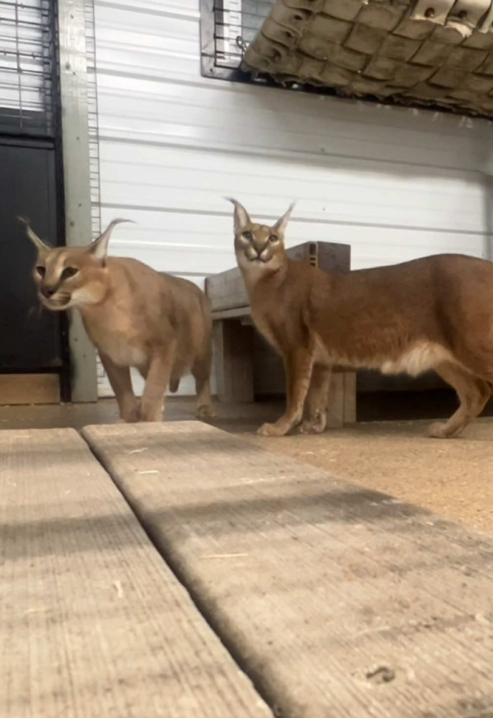 @The Wildcat Sanctuary
