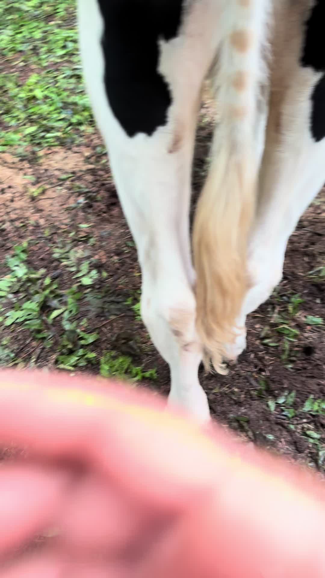 @Billy The Bad Ass Horse
