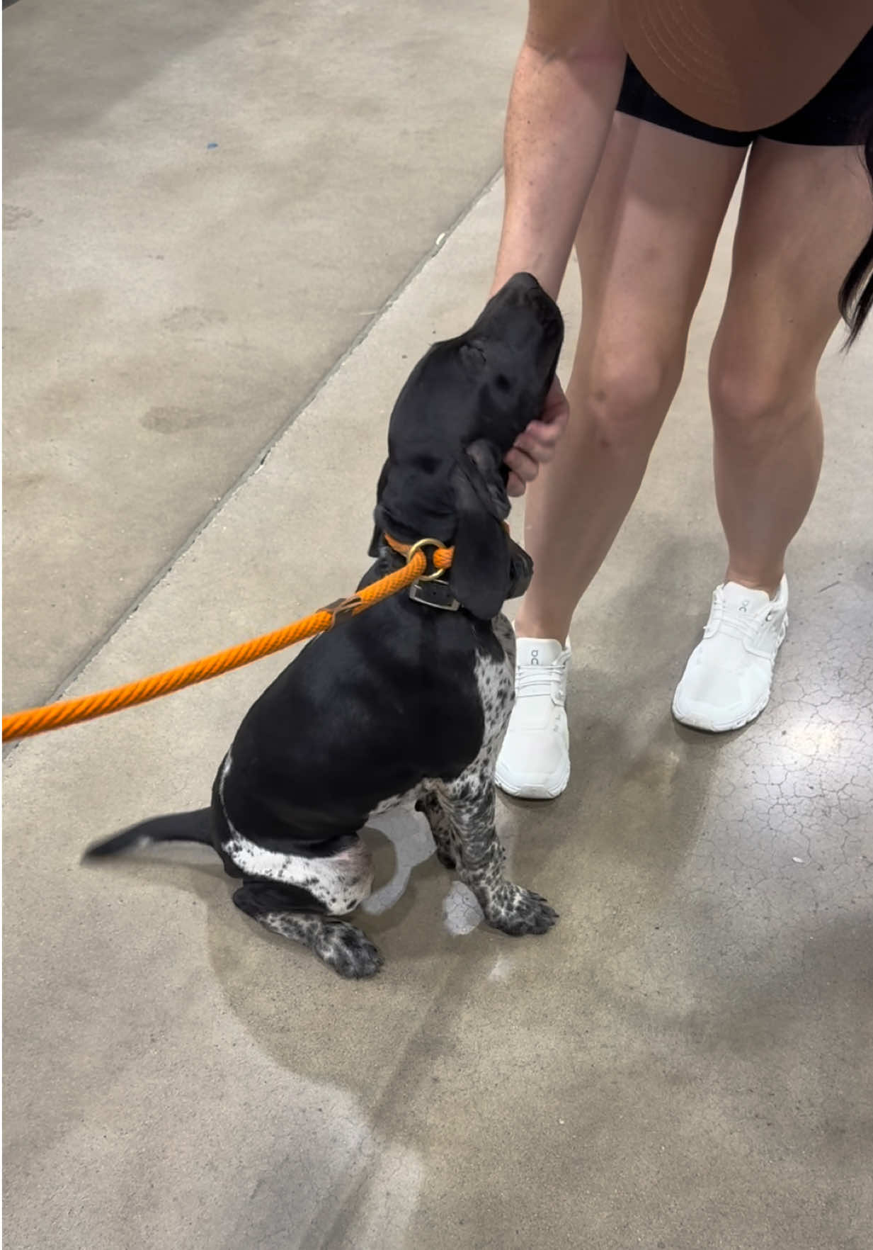 @heritagegspkennels