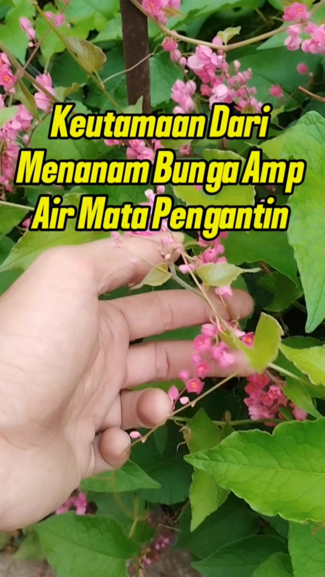 @Bukit Farming