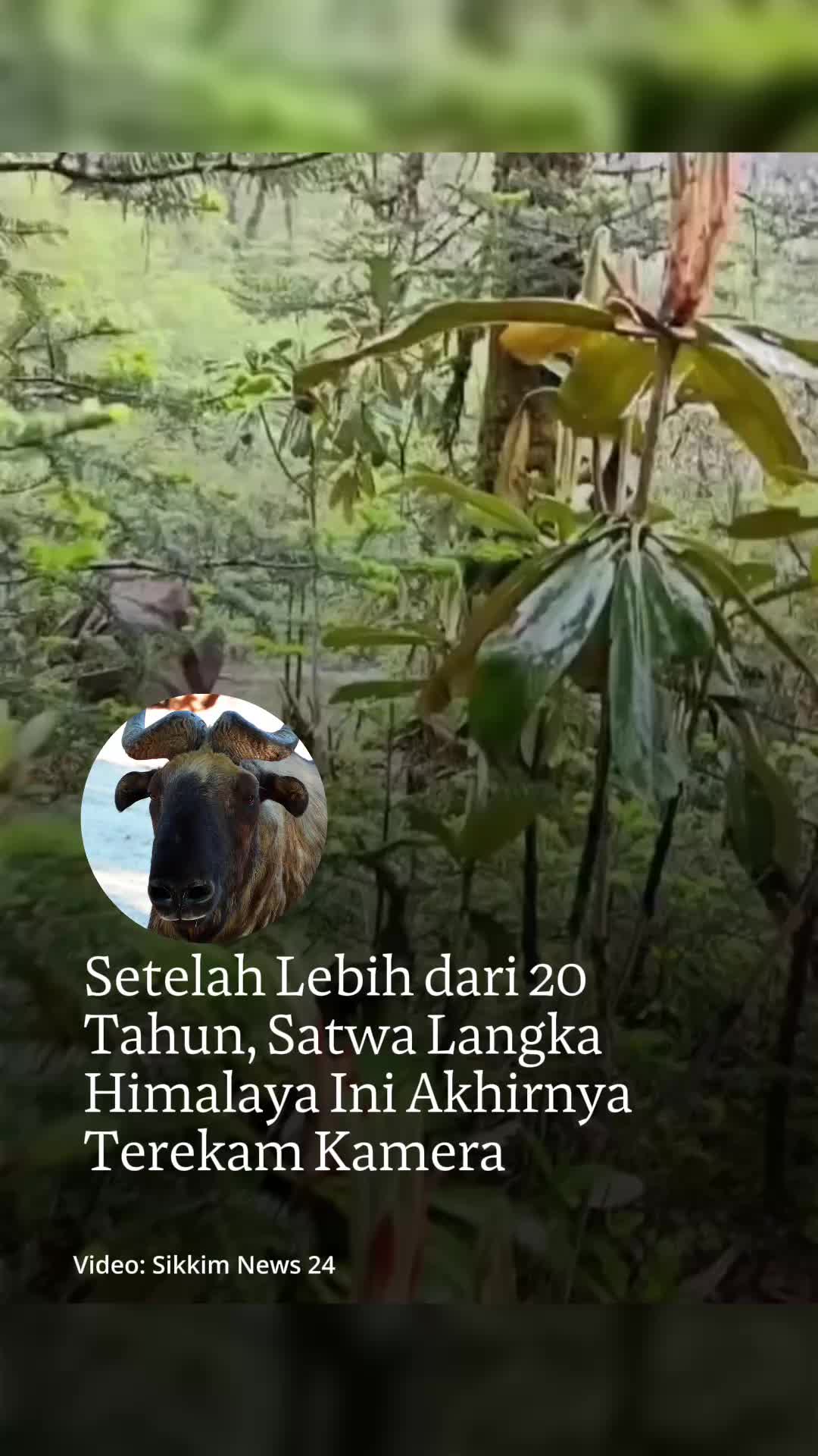 @mongabayindonesia