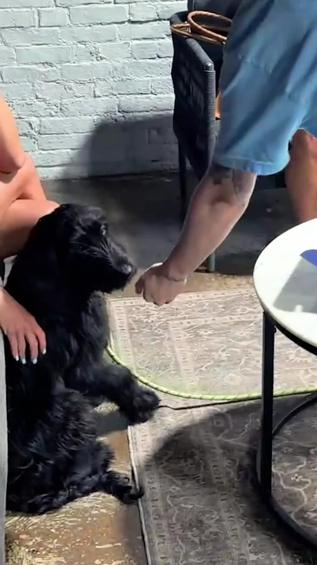 @Miracle K9 Training