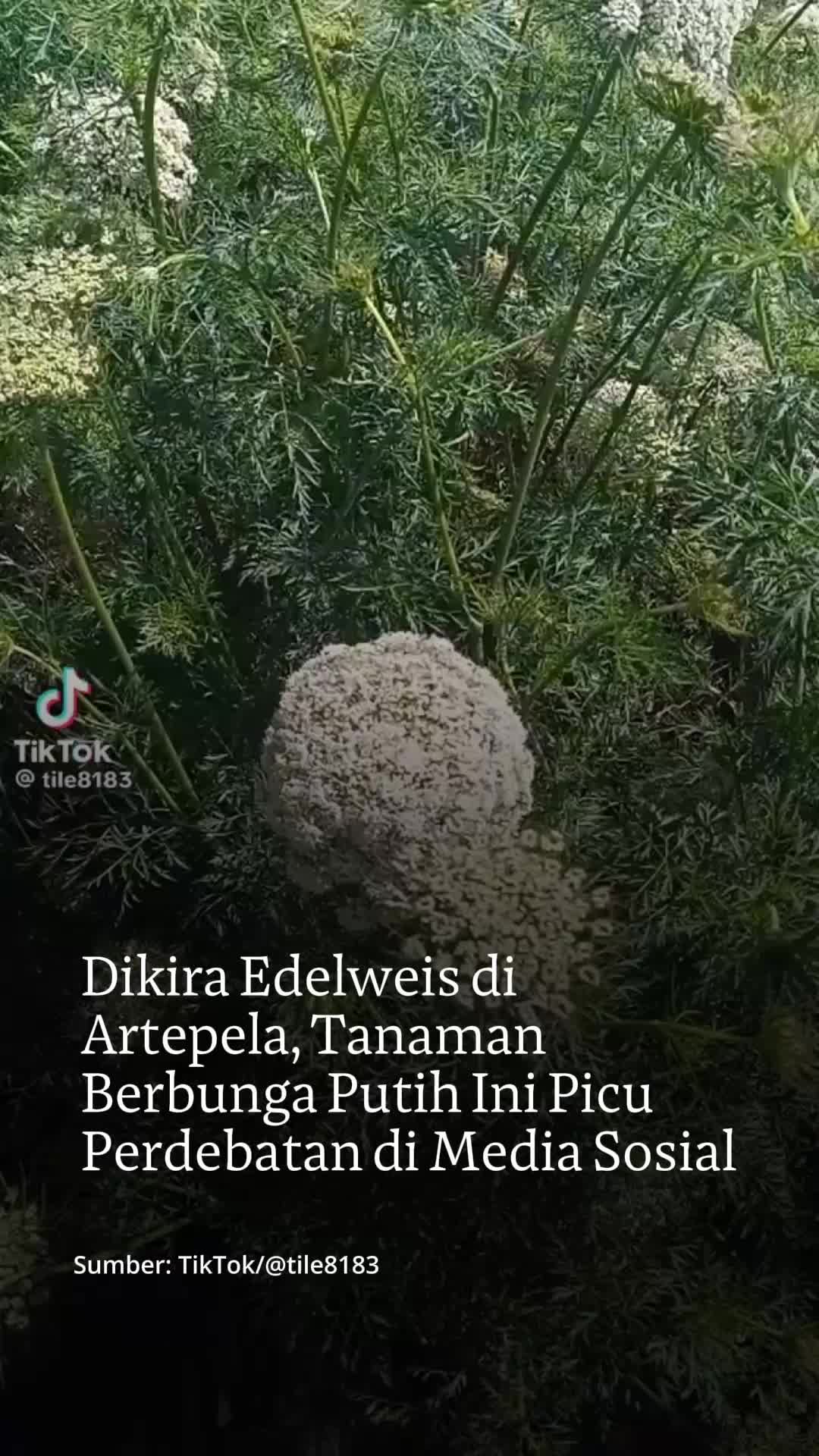 @mongabayindonesia