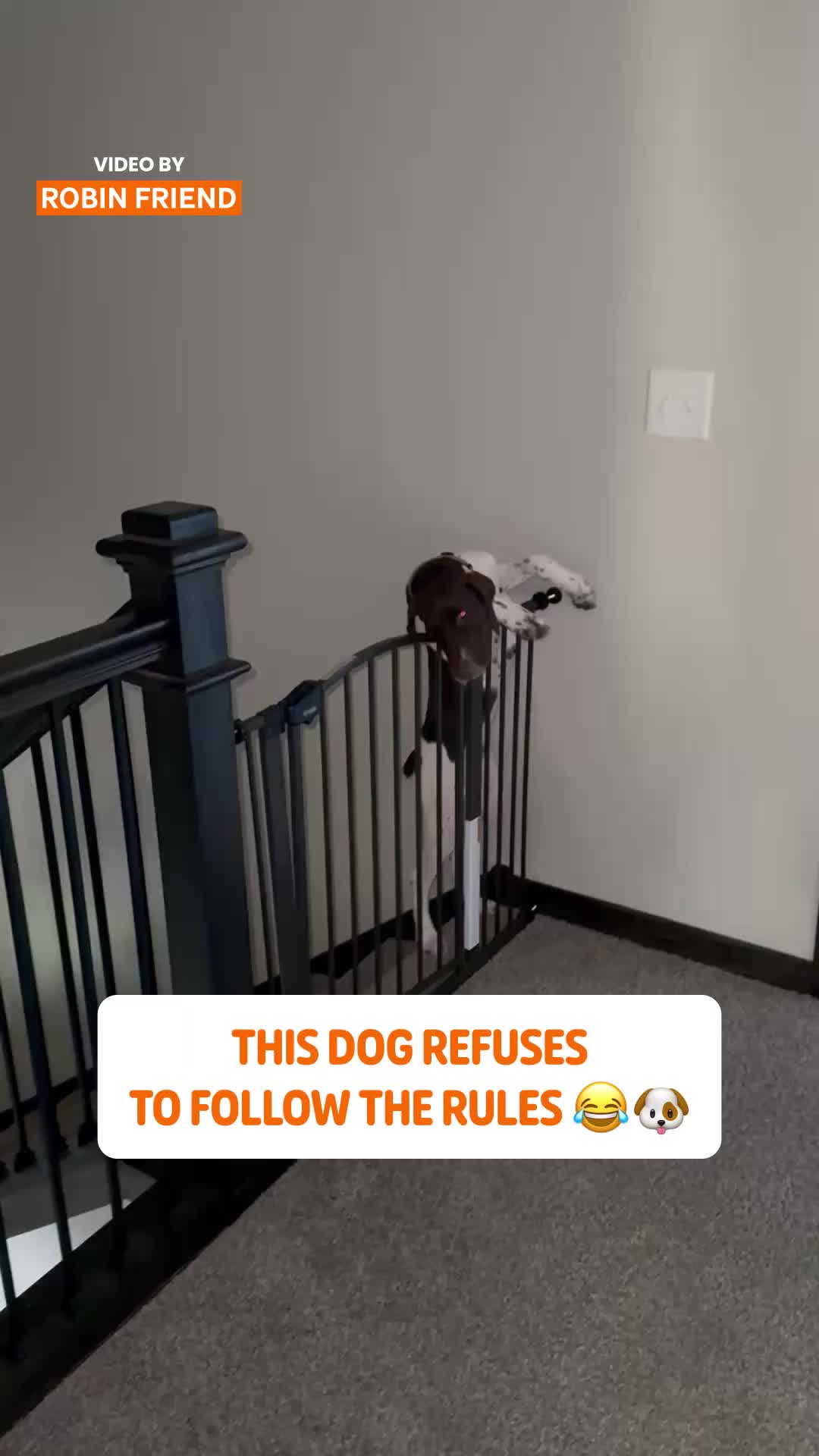 @Pawsome Pets