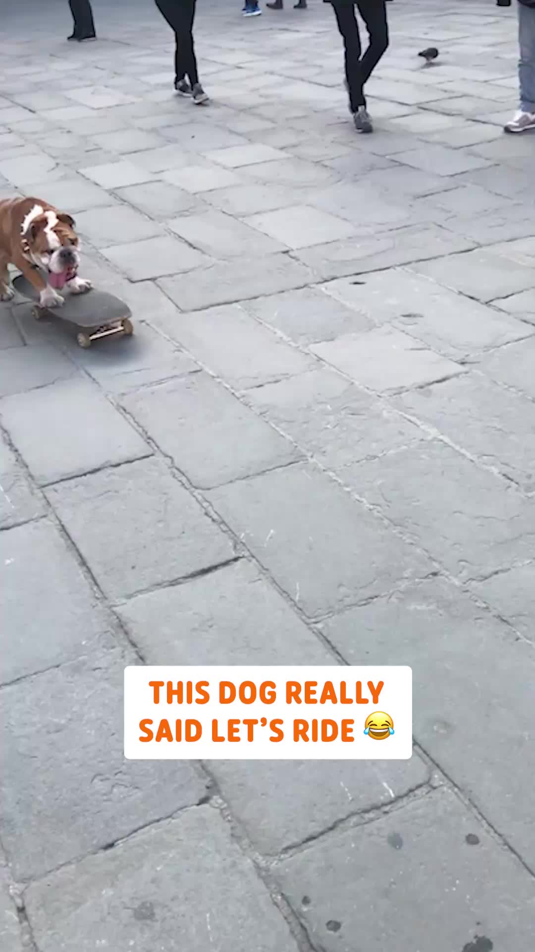 @Pawsome Pets