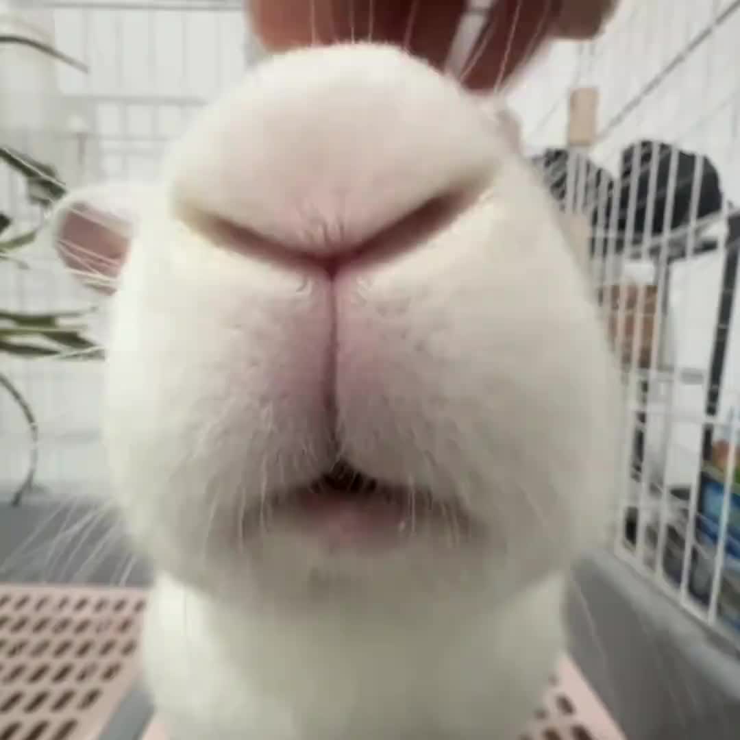 @RabbitBall