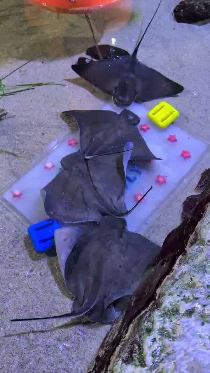 @Aquarium of the Bay