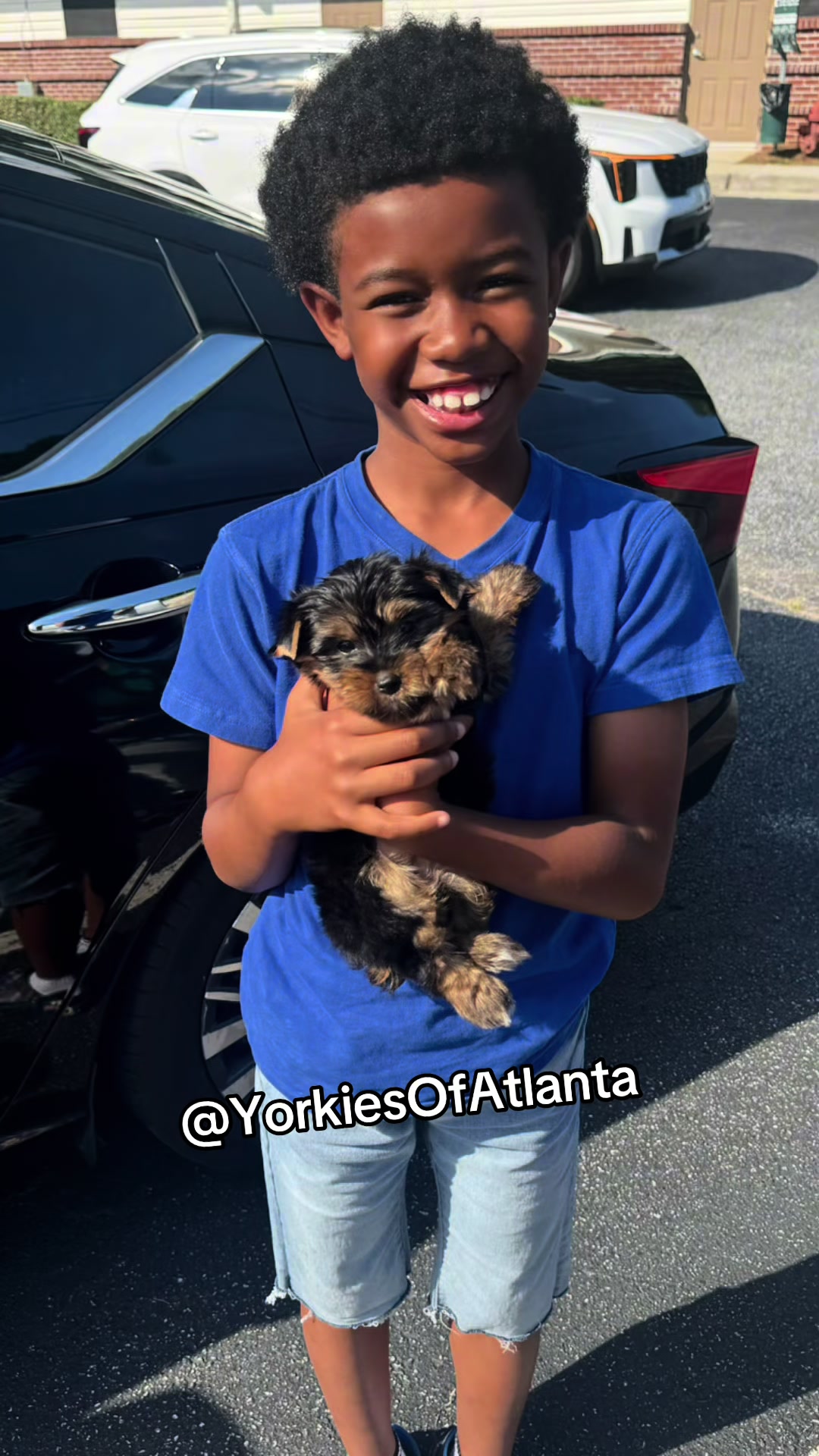 @Yorkies Of Atlanta