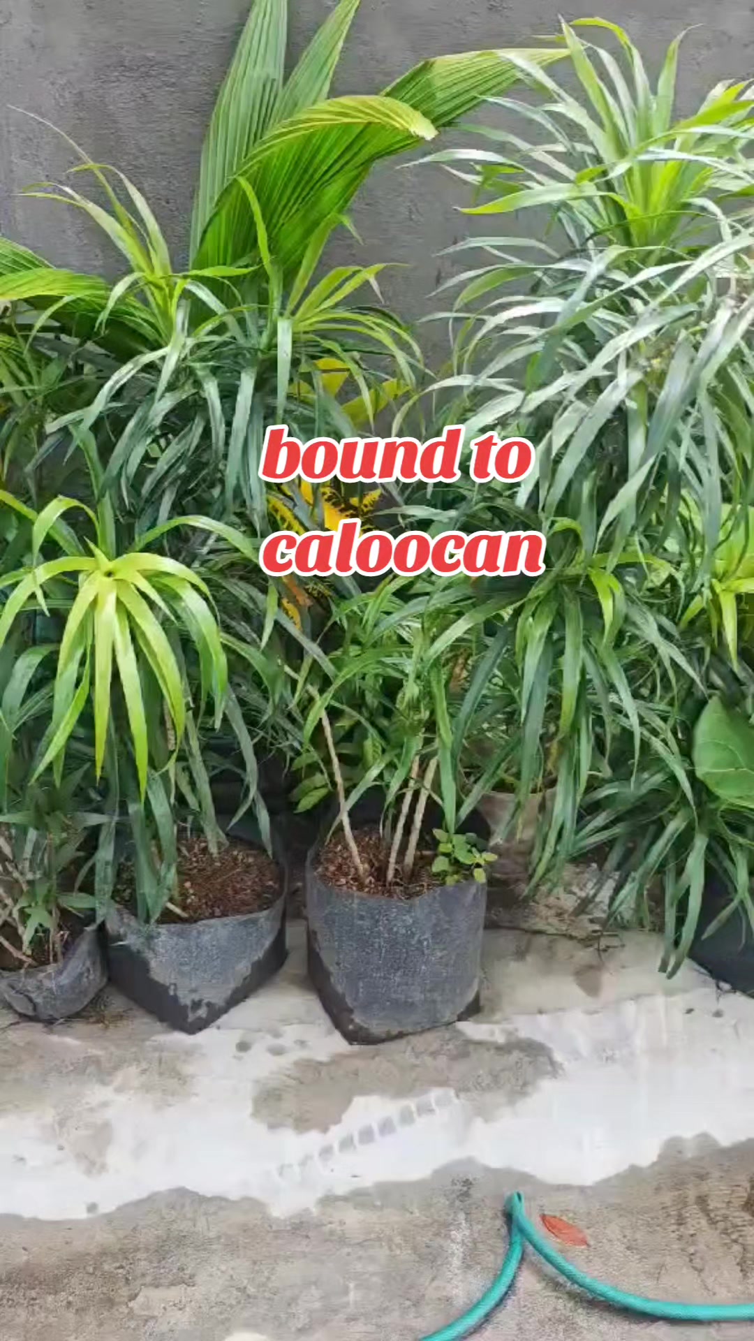 @mhie_nie gorgeous plantita
