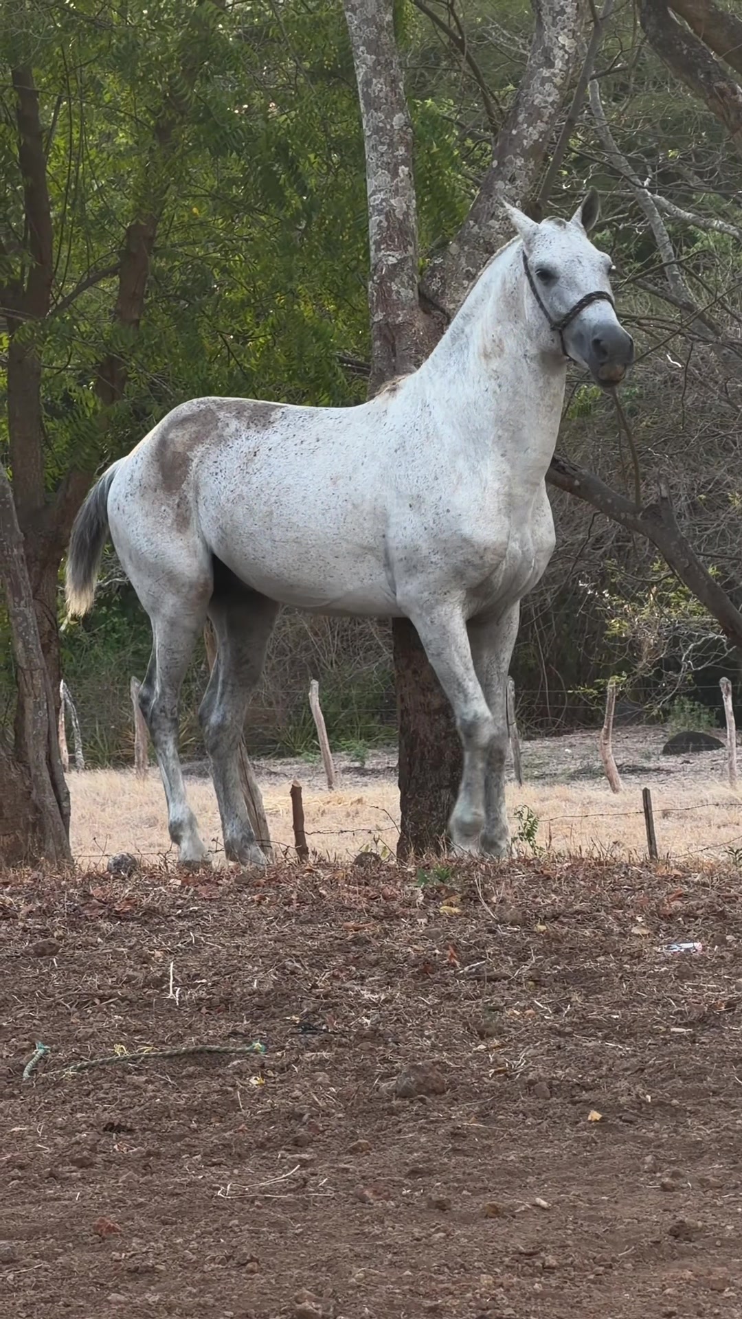 @Onell G. Henríquez