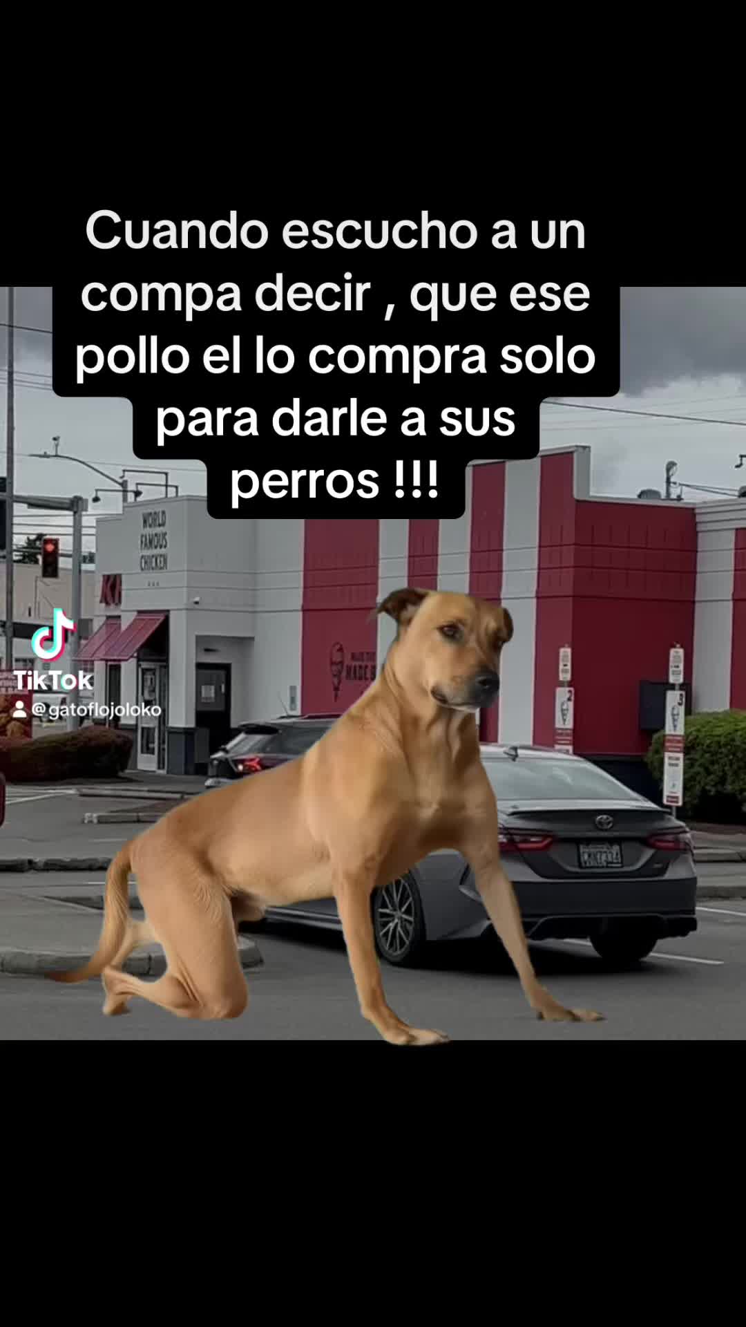 @Gatoflojoloko
