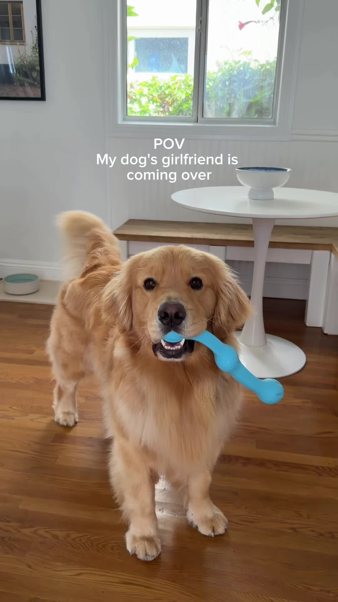 @Zebby The Golden Retriever