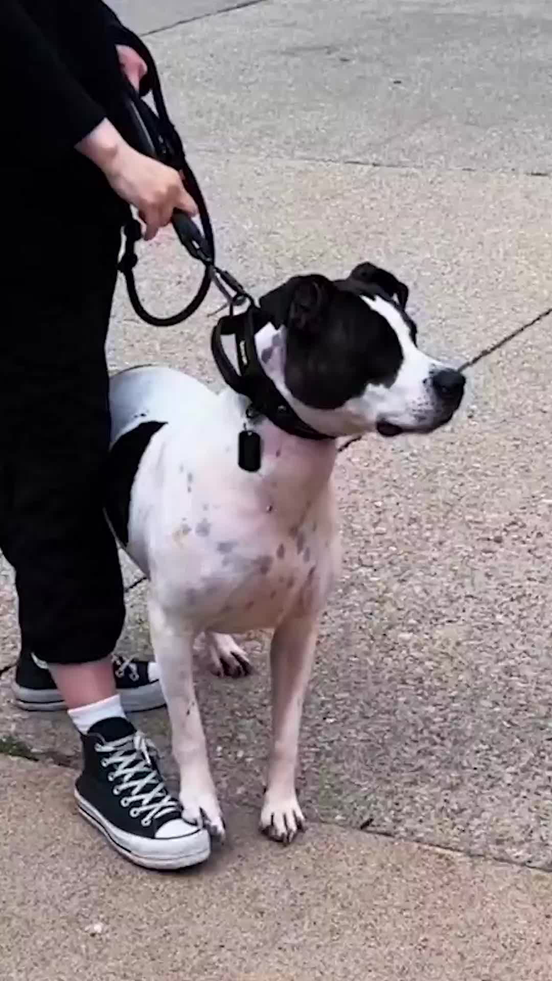 @Miracle K9 Training
