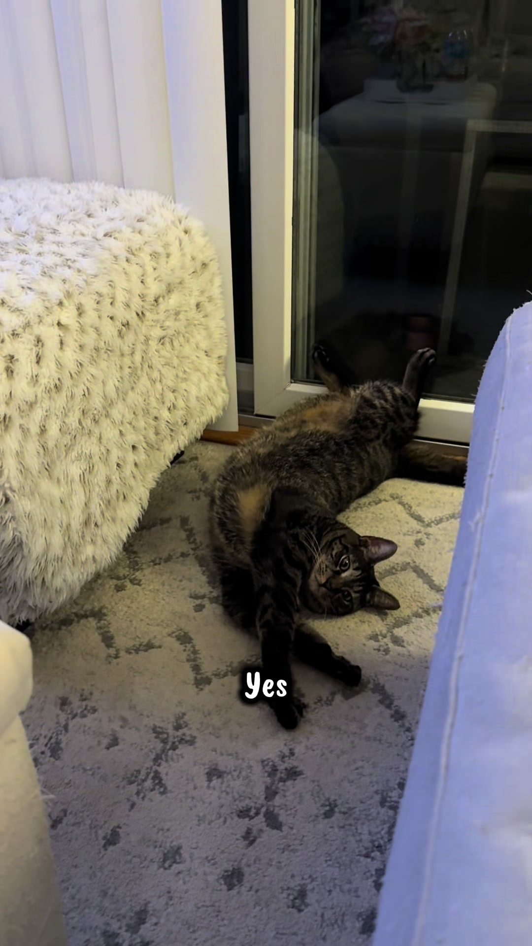 @TailsandWhiskersCo